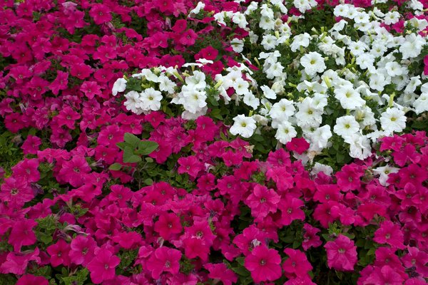 Trouvez votre femme de ménage lille avec azuréo