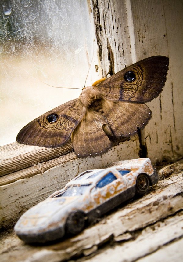 Traitement contre la pyrale du buis : comment l'appliquer ?